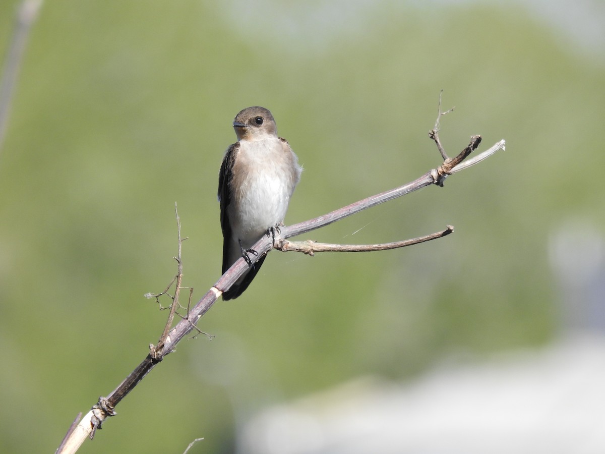 Northern Rough-winged Swallow - Tristan Jobin