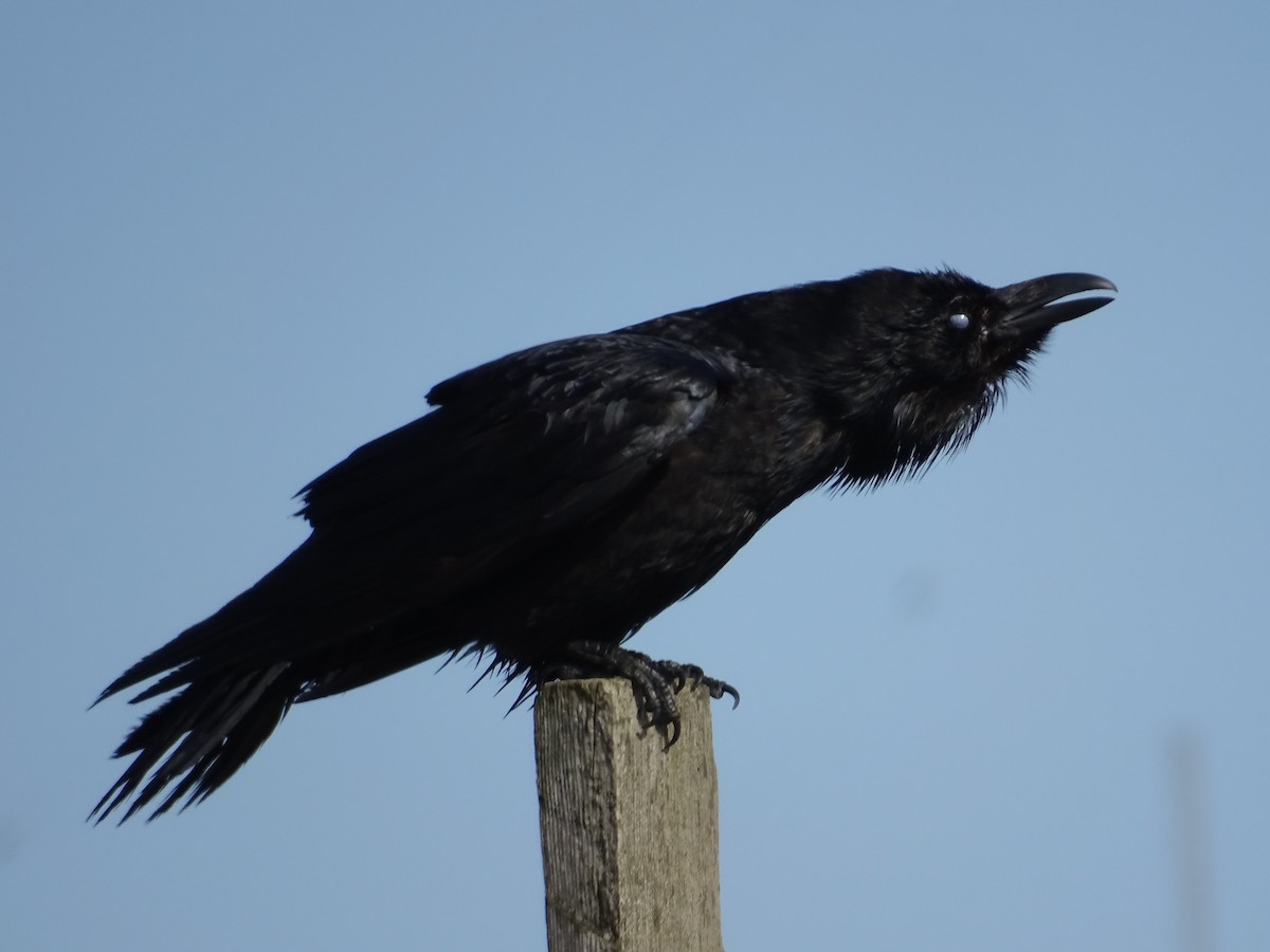 Common Raven - Keith Wickens