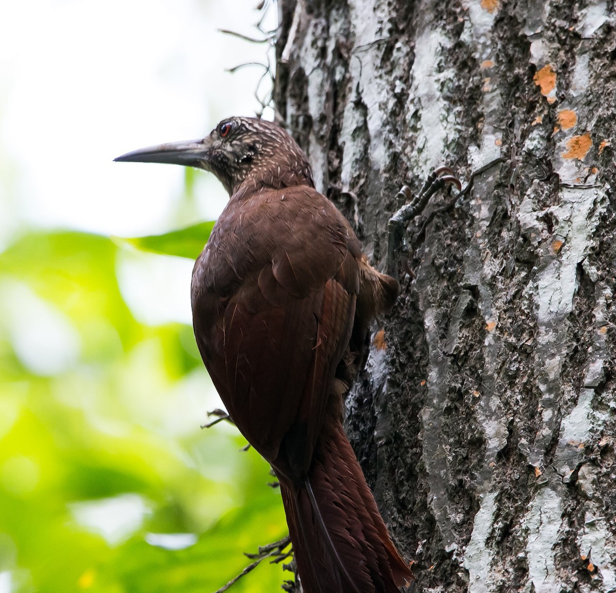 Strong-billed Woodcreeper - ML157753901