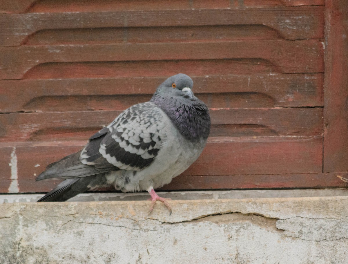 Rock Pigeon (Feral Pigeon) - ML157761511