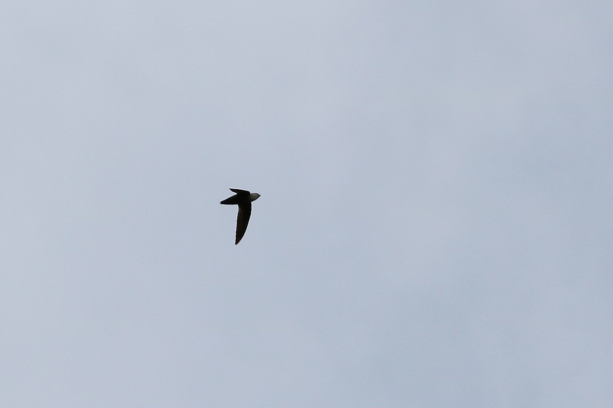 Chimney Swift - Colin Sumrall