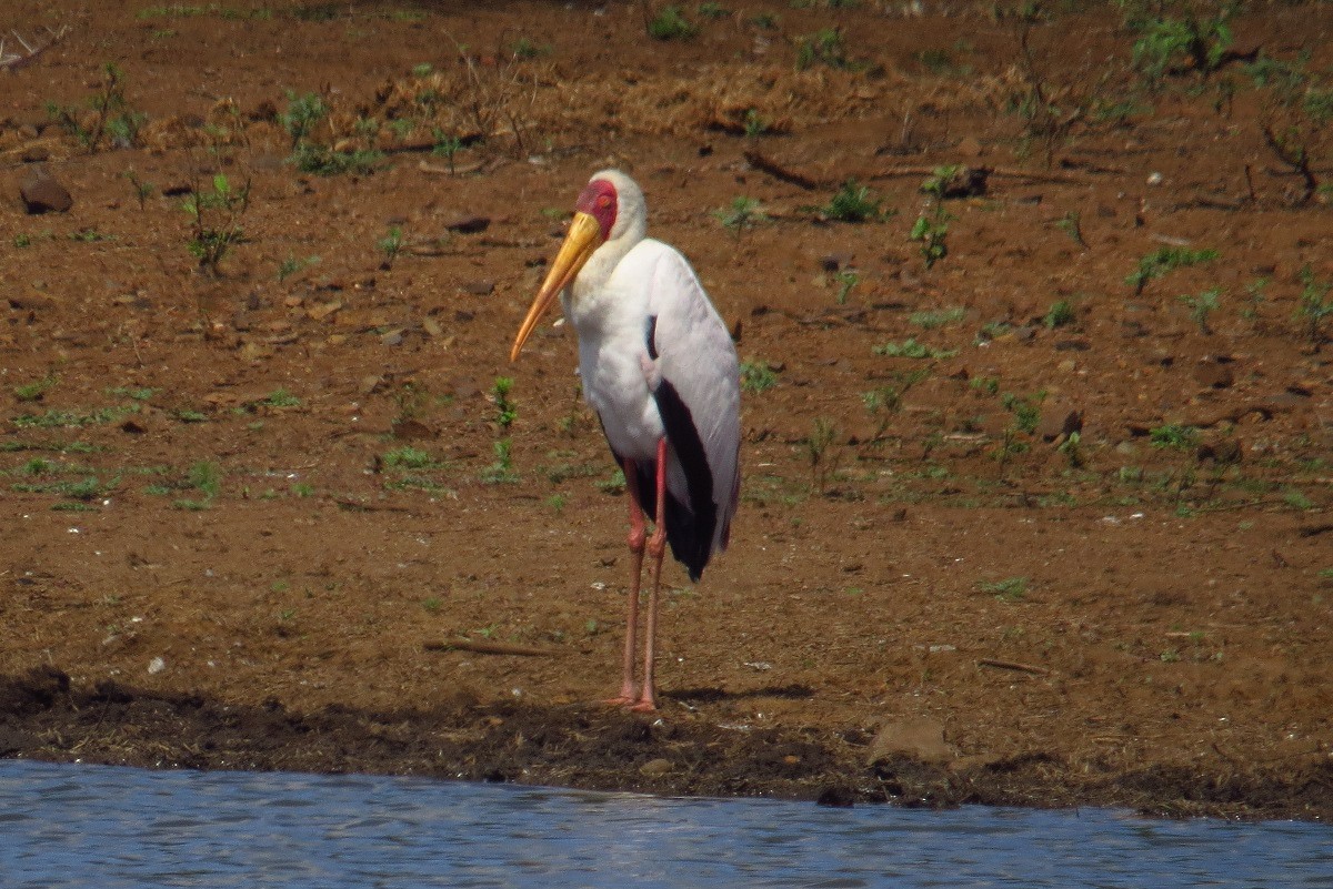Yellow-billed Stork - ML157764011