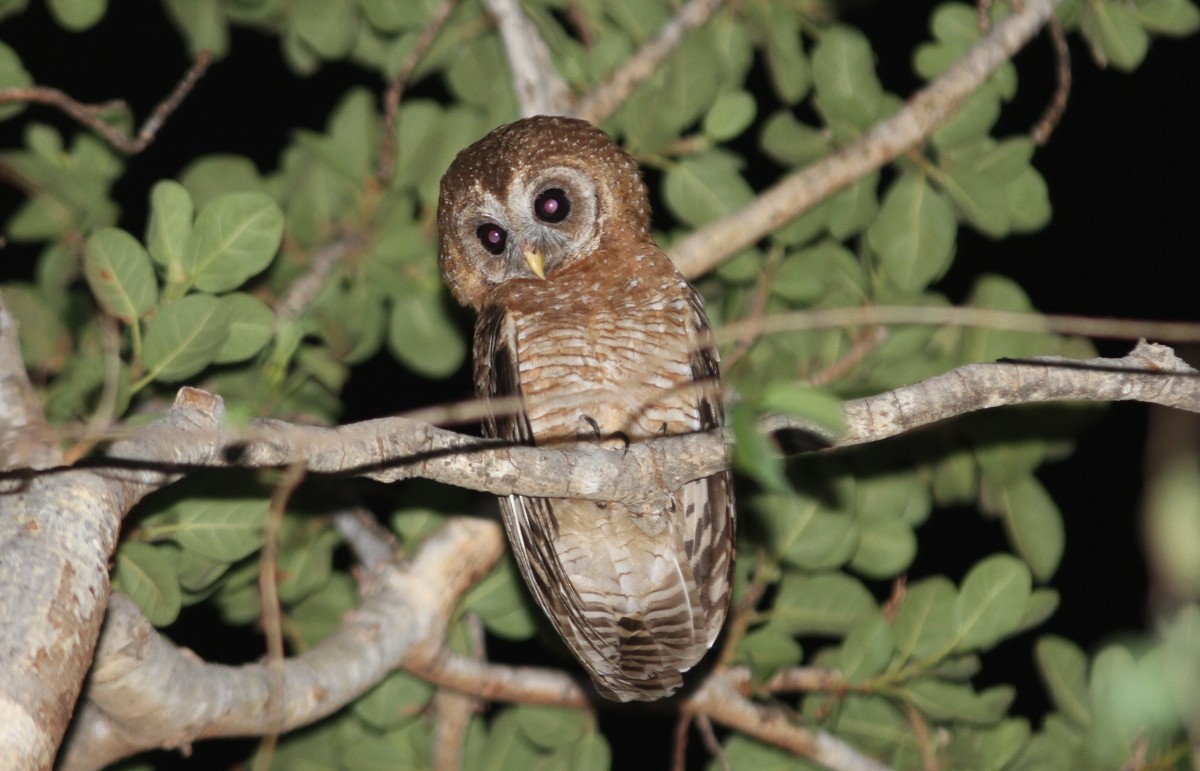 African Wood-Owl - ML157764741