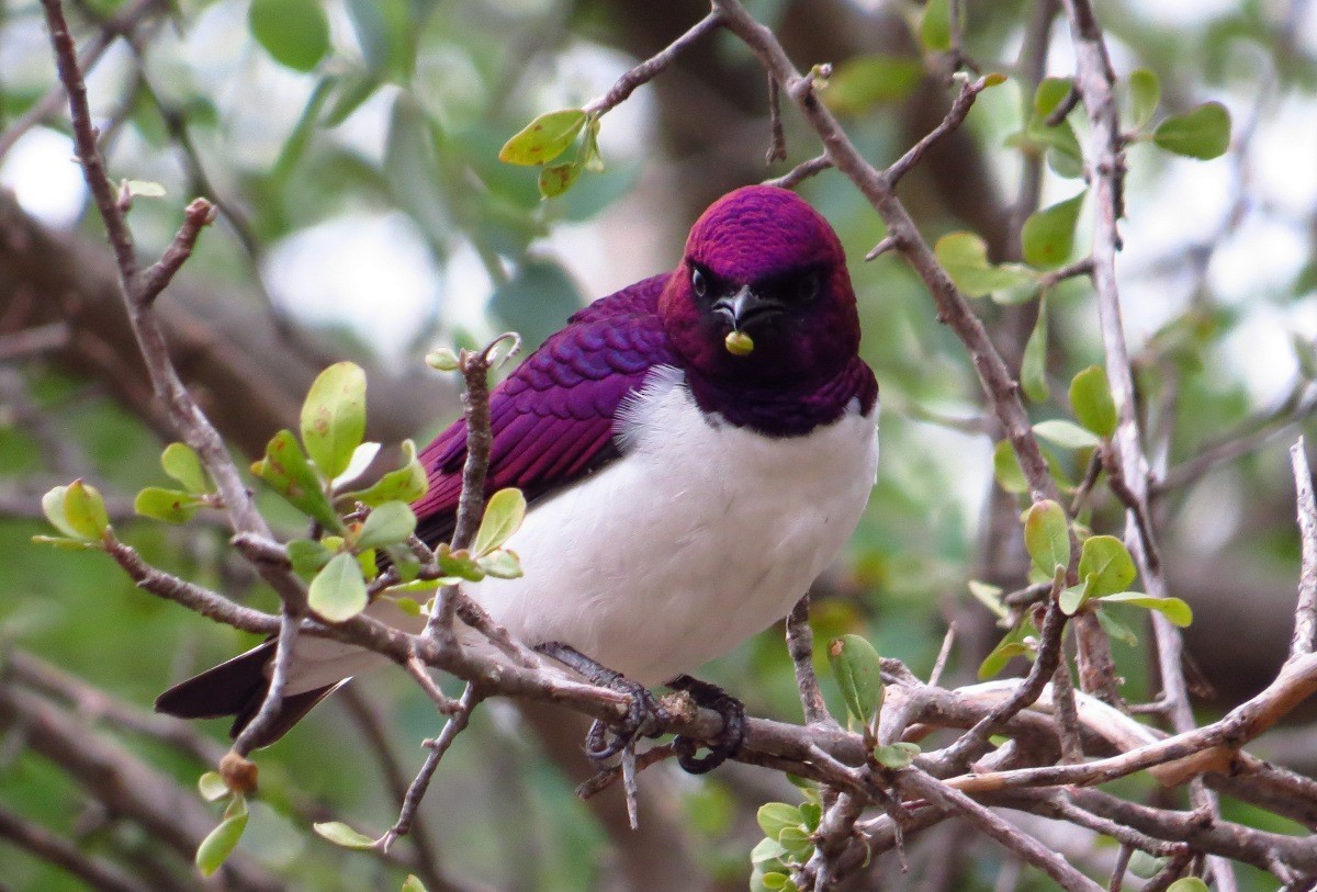 Violet-backed Starling - ML157765071
