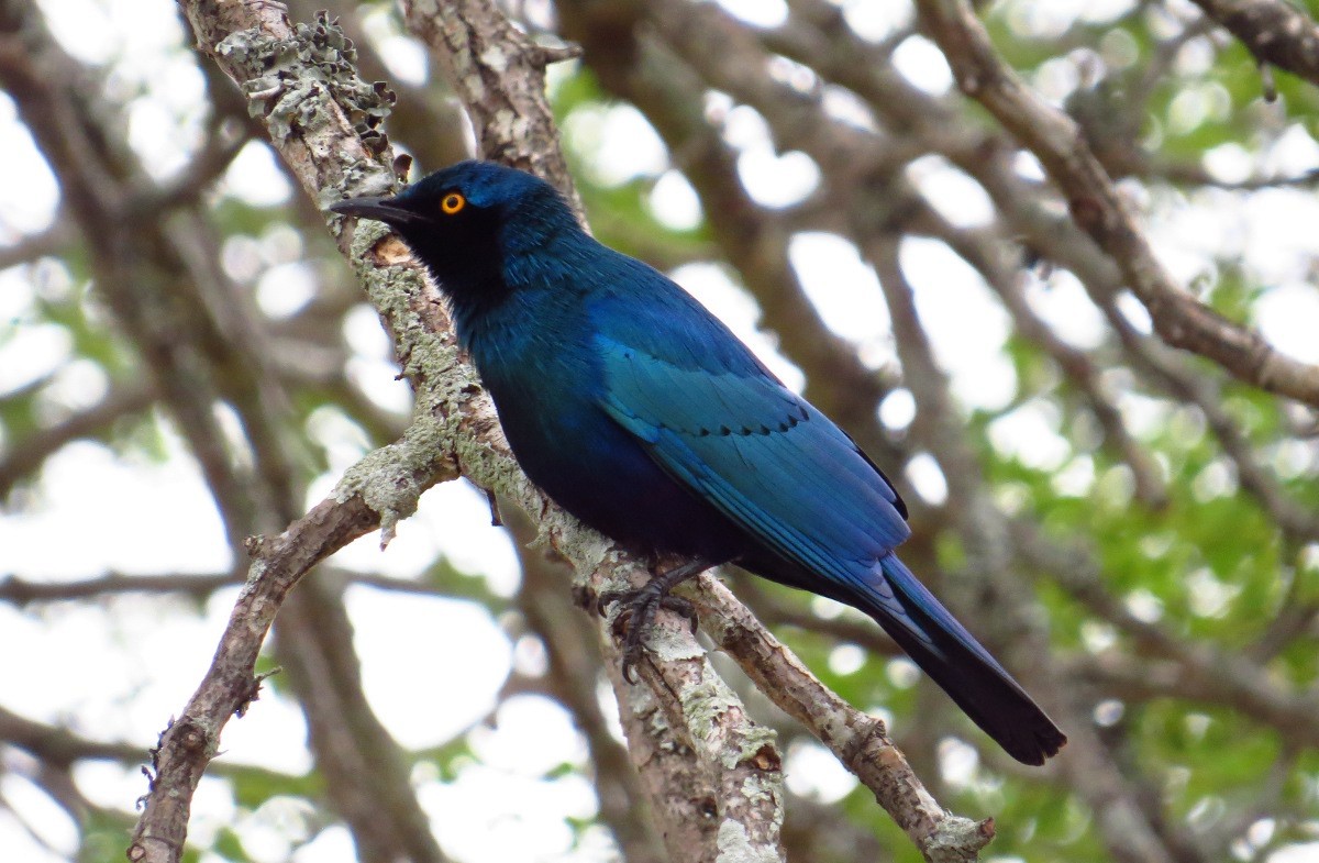 Greater Blue-eared Starling - ML157765251