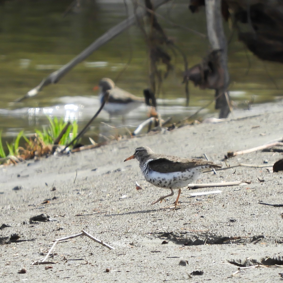 Spotted Sandpiper - Clay Poitras