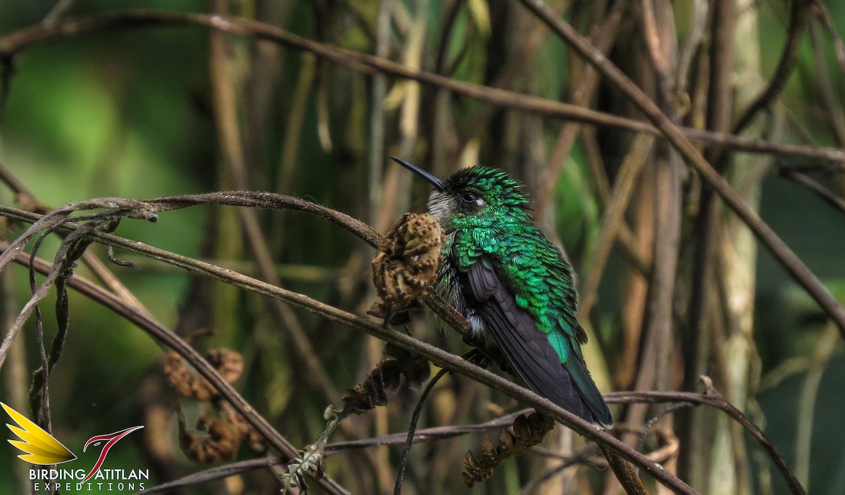 Emerald-chinned Hummingbird - ML157767041