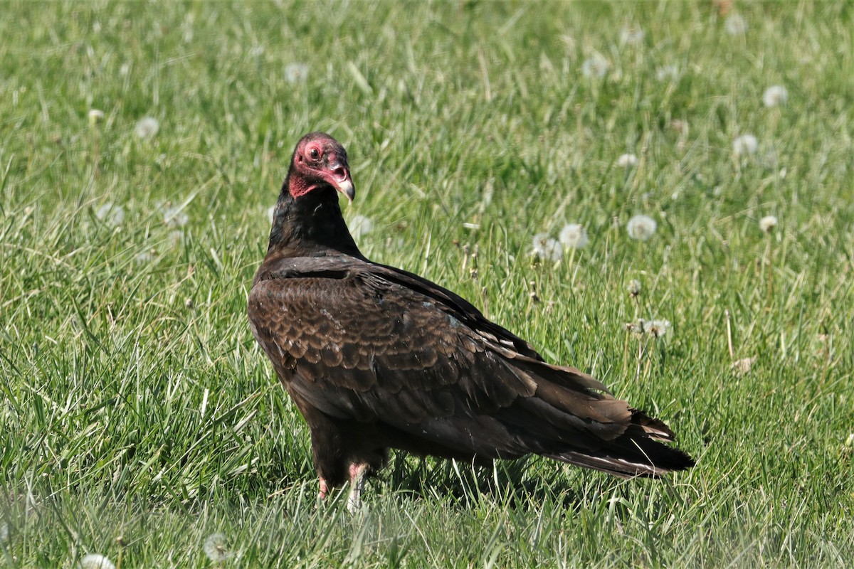 Turkey Vulture - Chuck Gates