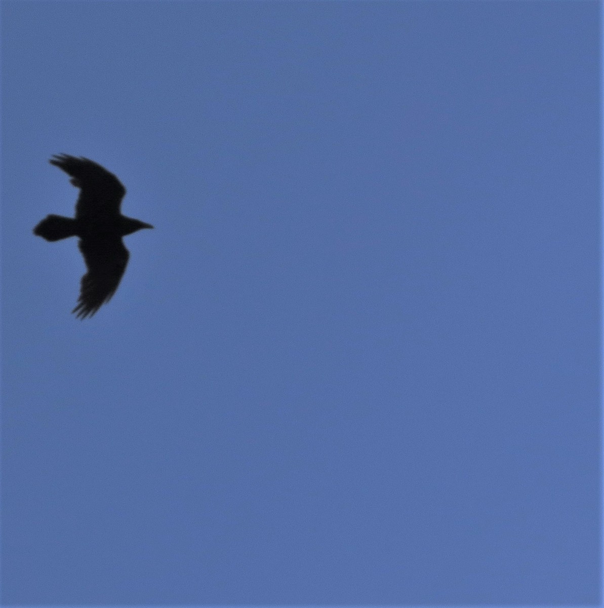 Common Raven - Jerry Smith