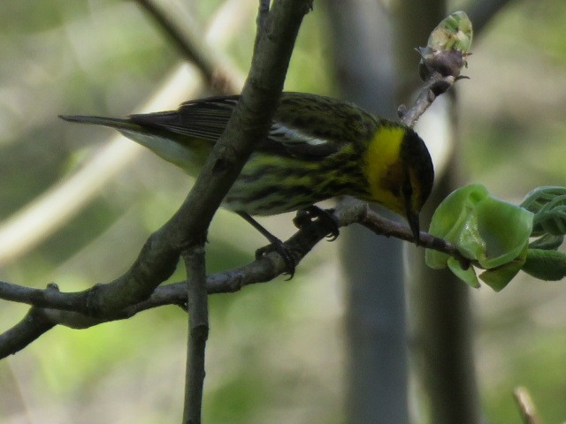 Cape May Warbler - ML157772361