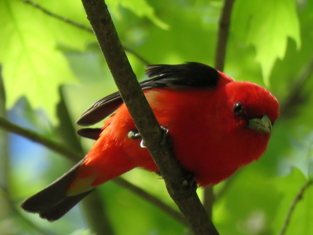 Scarlet Tanager - ML157772561