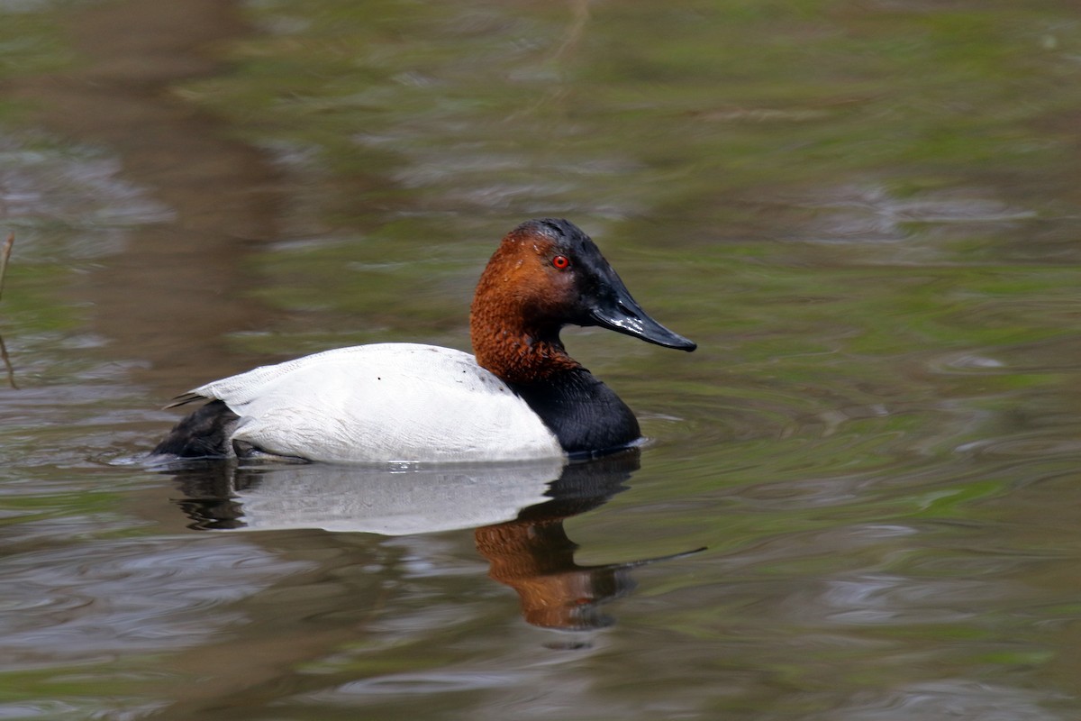 Canvasback - dave trumbell