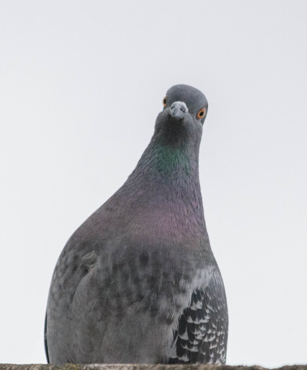 Rock Pigeon (Feral Pigeon) - ML157774401