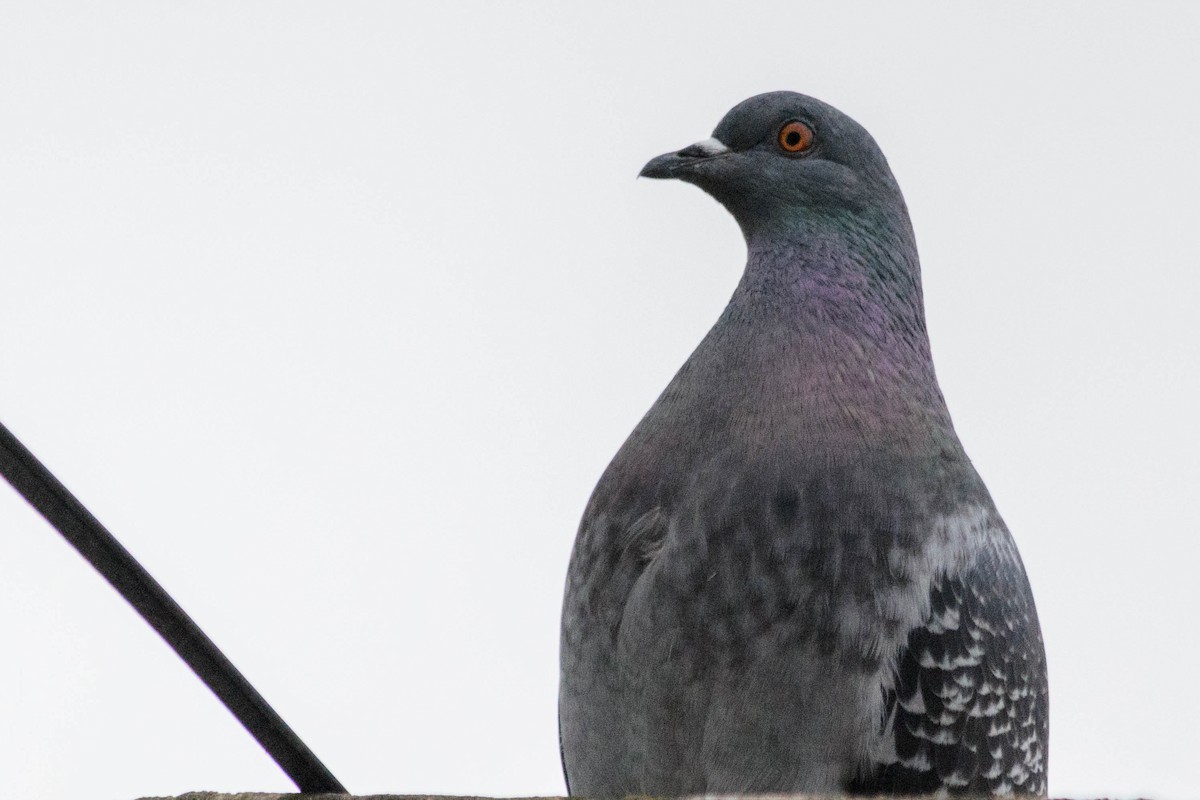 Rock Pigeon (Feral Pigeon) - ML157774411