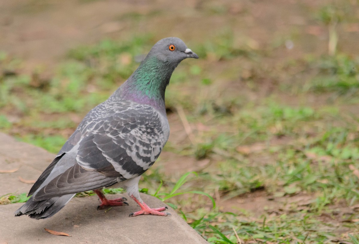 Rock Pigeon (Feral Pigeon) - ML157774441