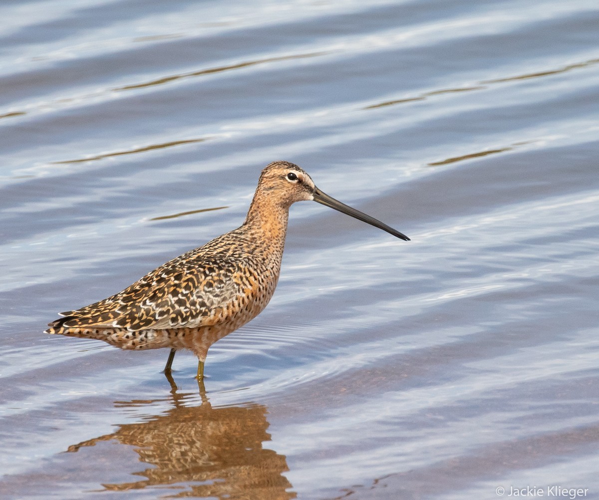 Long-billed Dowitcher - ML157775611