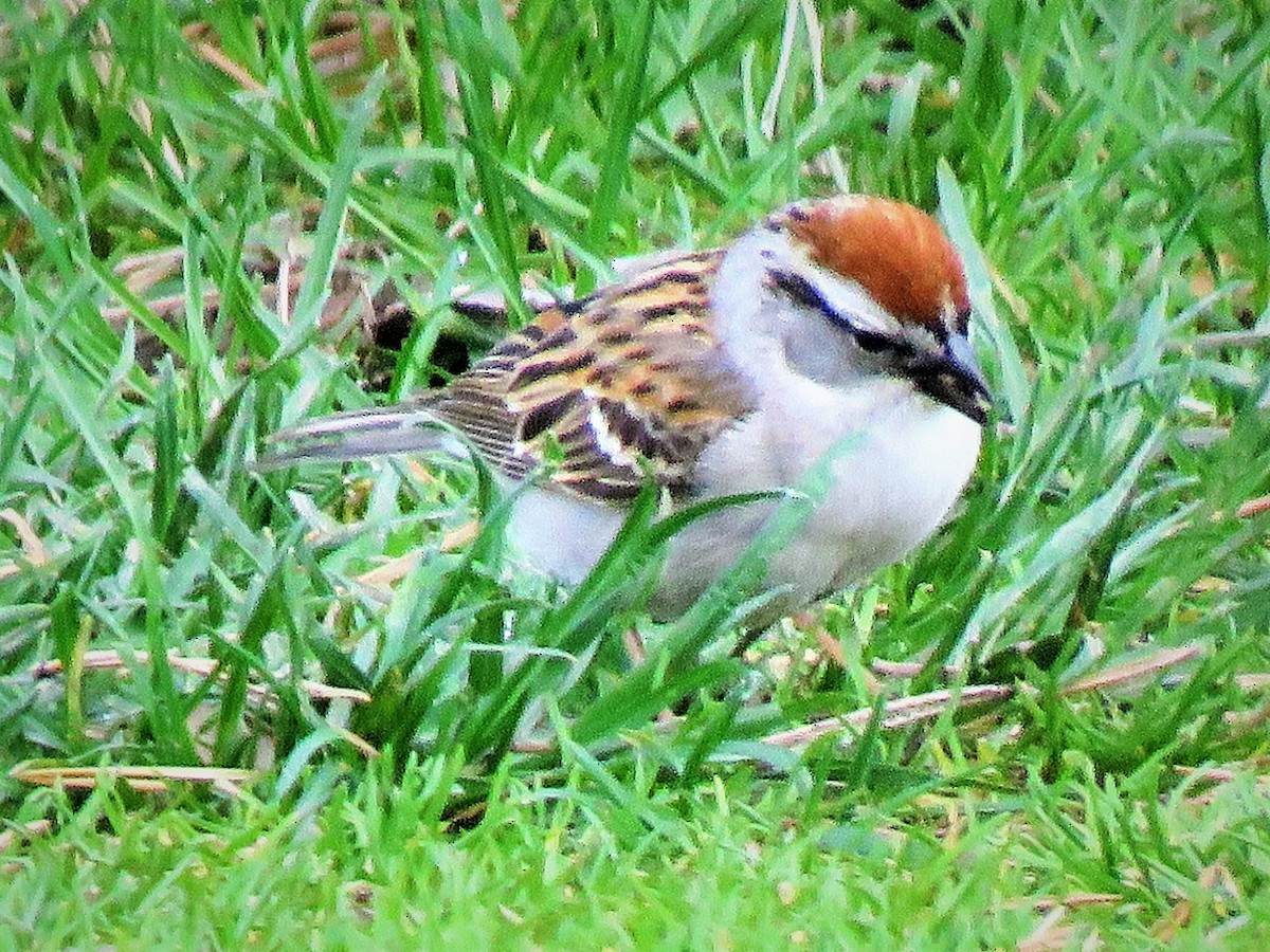Chipping Sparrow - ML157779101