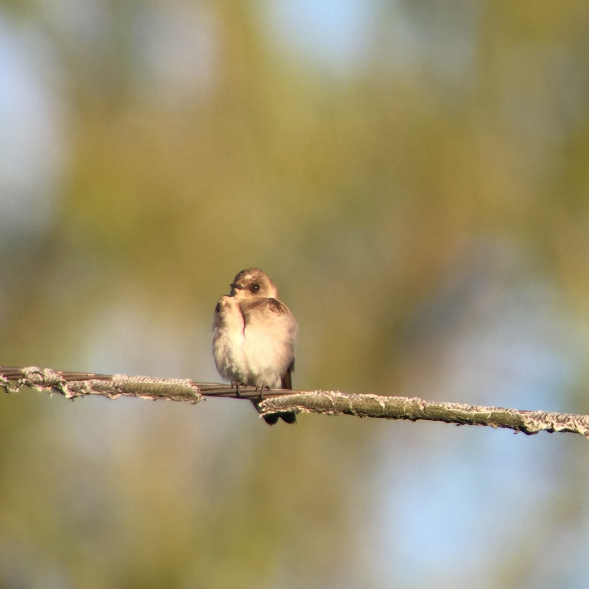 Northern Rough-winged Swallow - ML157779231