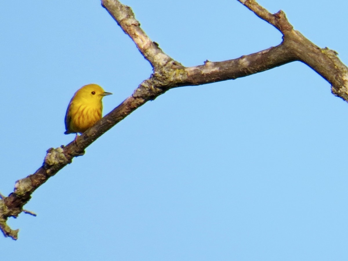 Yellow Warbler - ML157781261