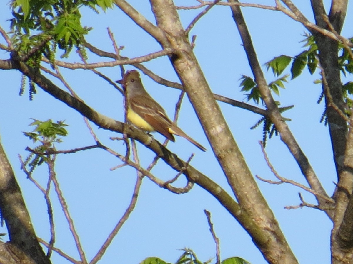 Great Crested Flycatcher - ML157781811