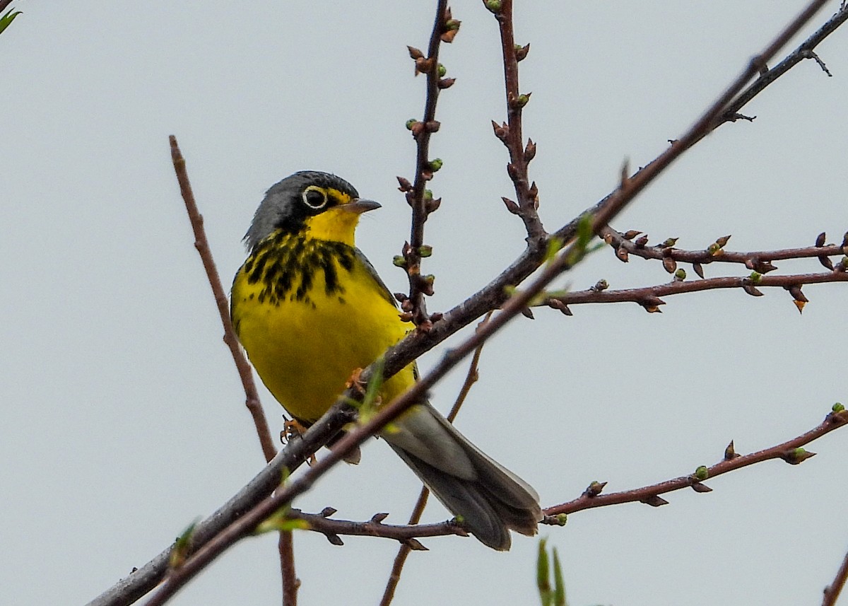 Canada Warbler - Jeanette Stone
