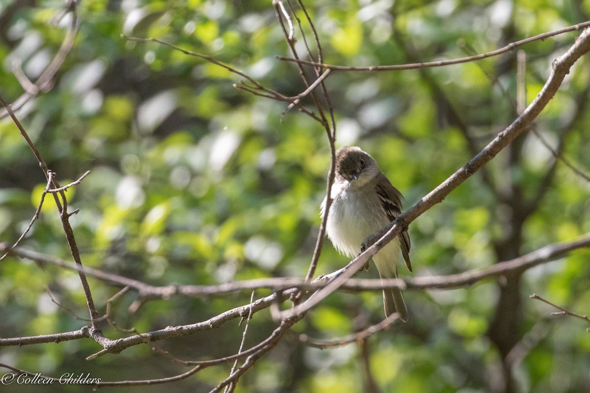 eBird Checklist - 11 May 2019 - Hall County Park - 34 species