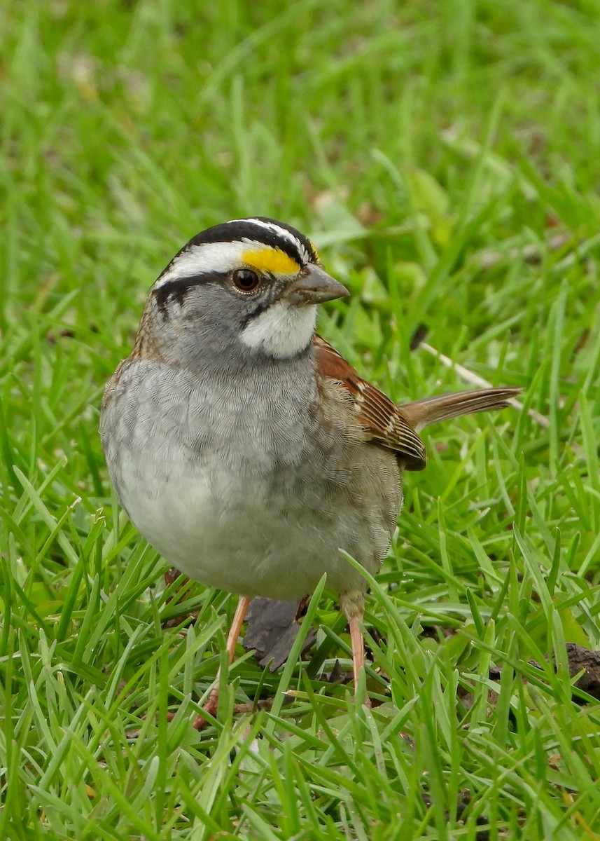 White-throated Sparrow - ML157794021
