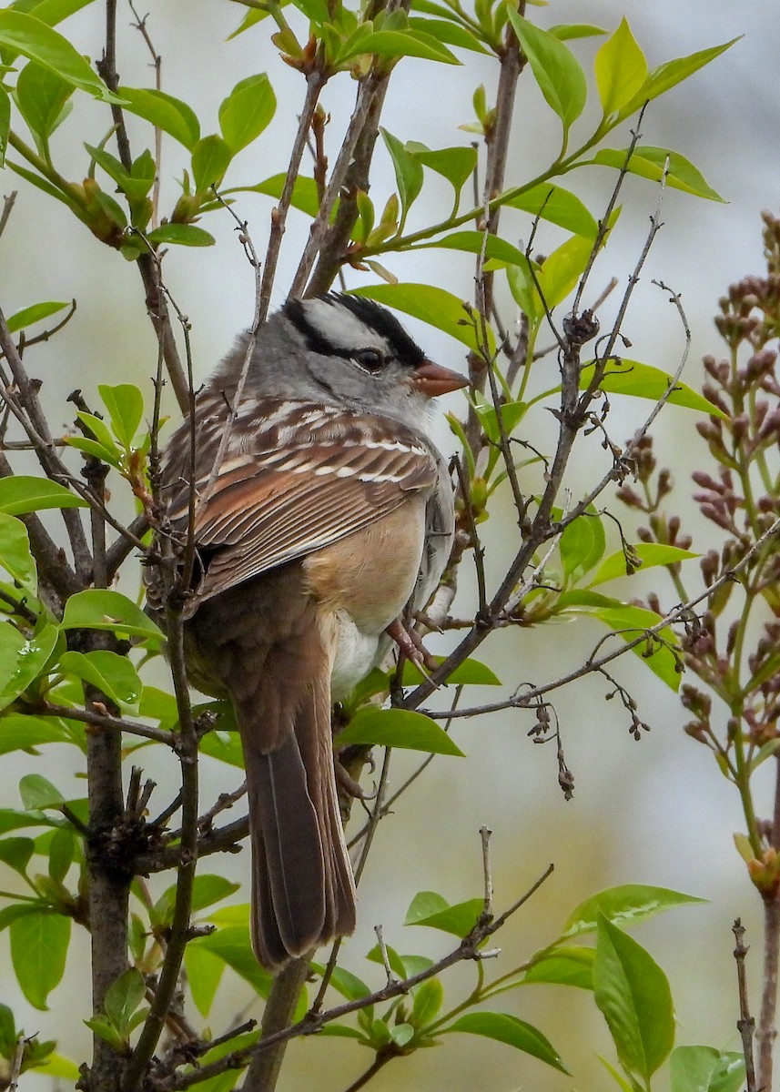 White-crowned Sparrow - ML157794071