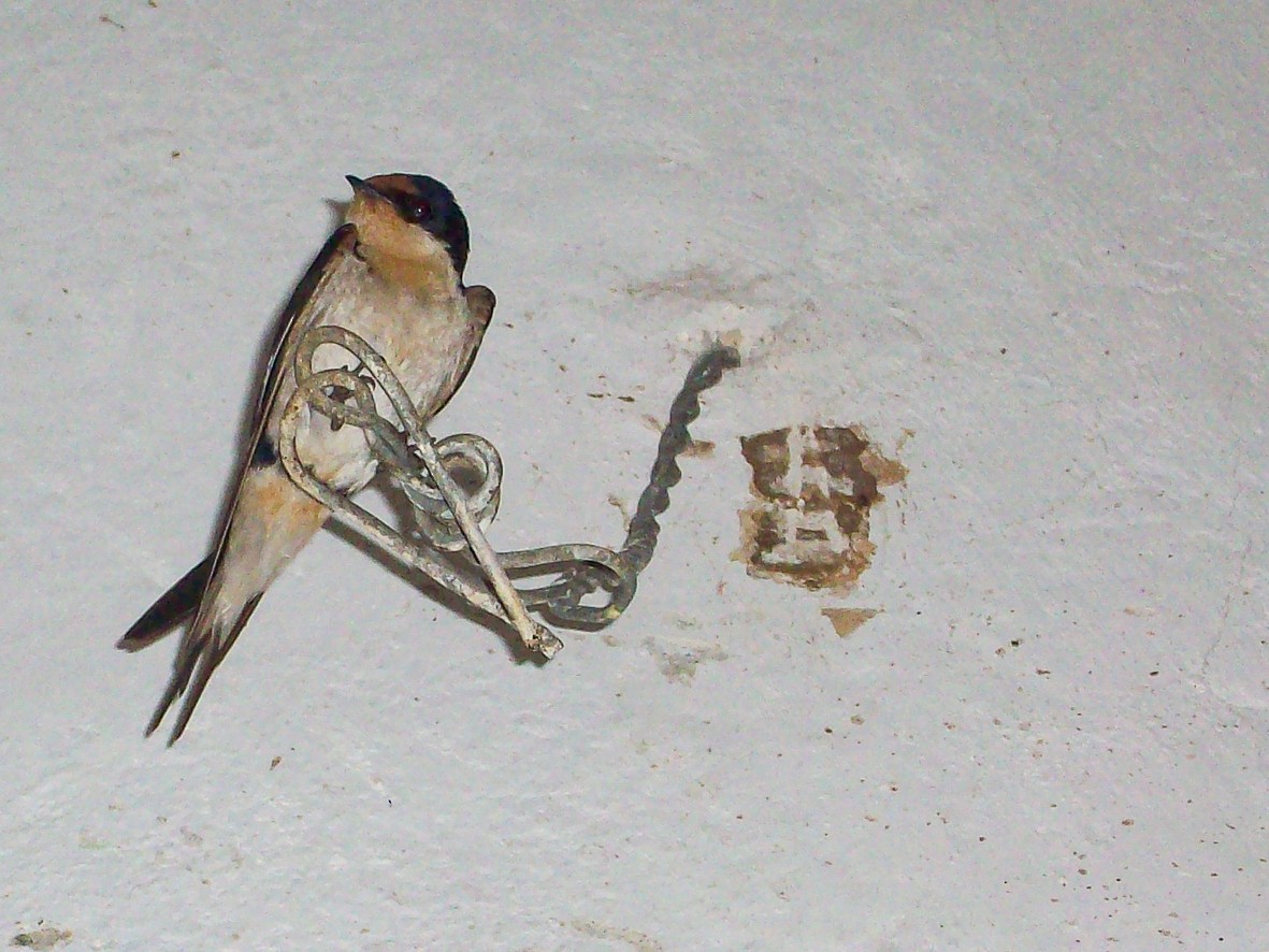 Ethiopian Swallow - ML157796501