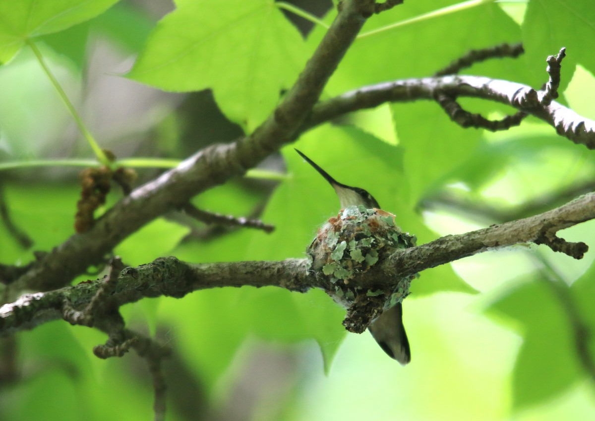 Ruby-throated Hummingbird - Rob Bierregaard