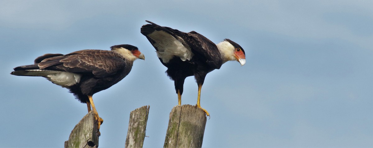 Crested Caracara (Southern) - ML157798471