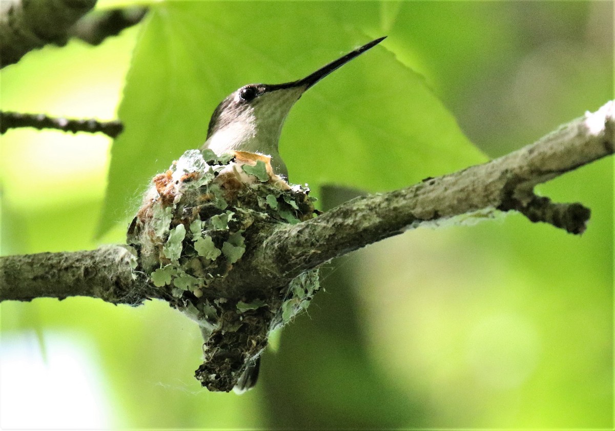 Ruby-throated Hummingbird - Blair Bernson