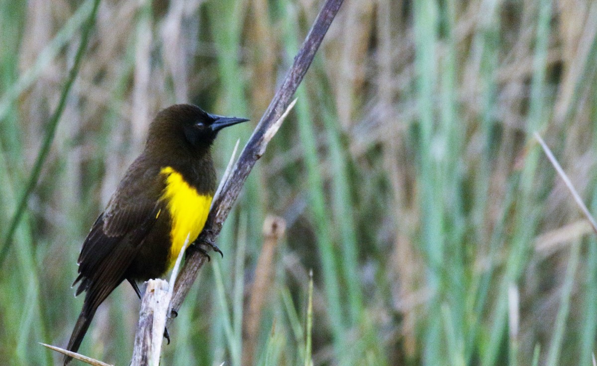 Brown-and-yellow Marshbird - ML157798891