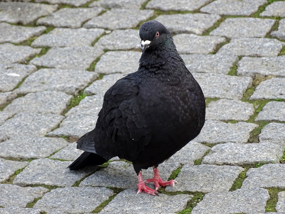 Rock Pigeon (Feral Pigeon) - ML157800061