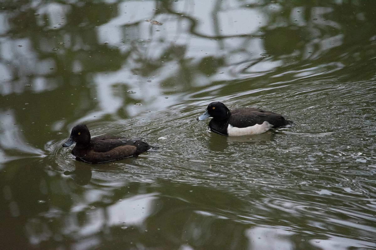Tufted Duck - ML157804771