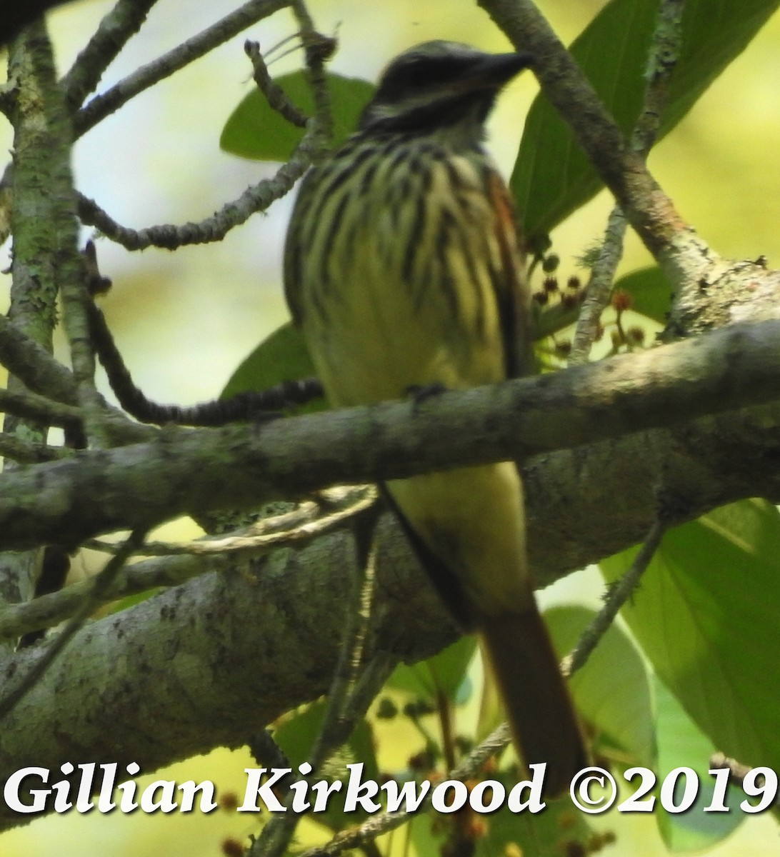 Sulphur-bellied Flycatcher - Gillian Kirkwood
