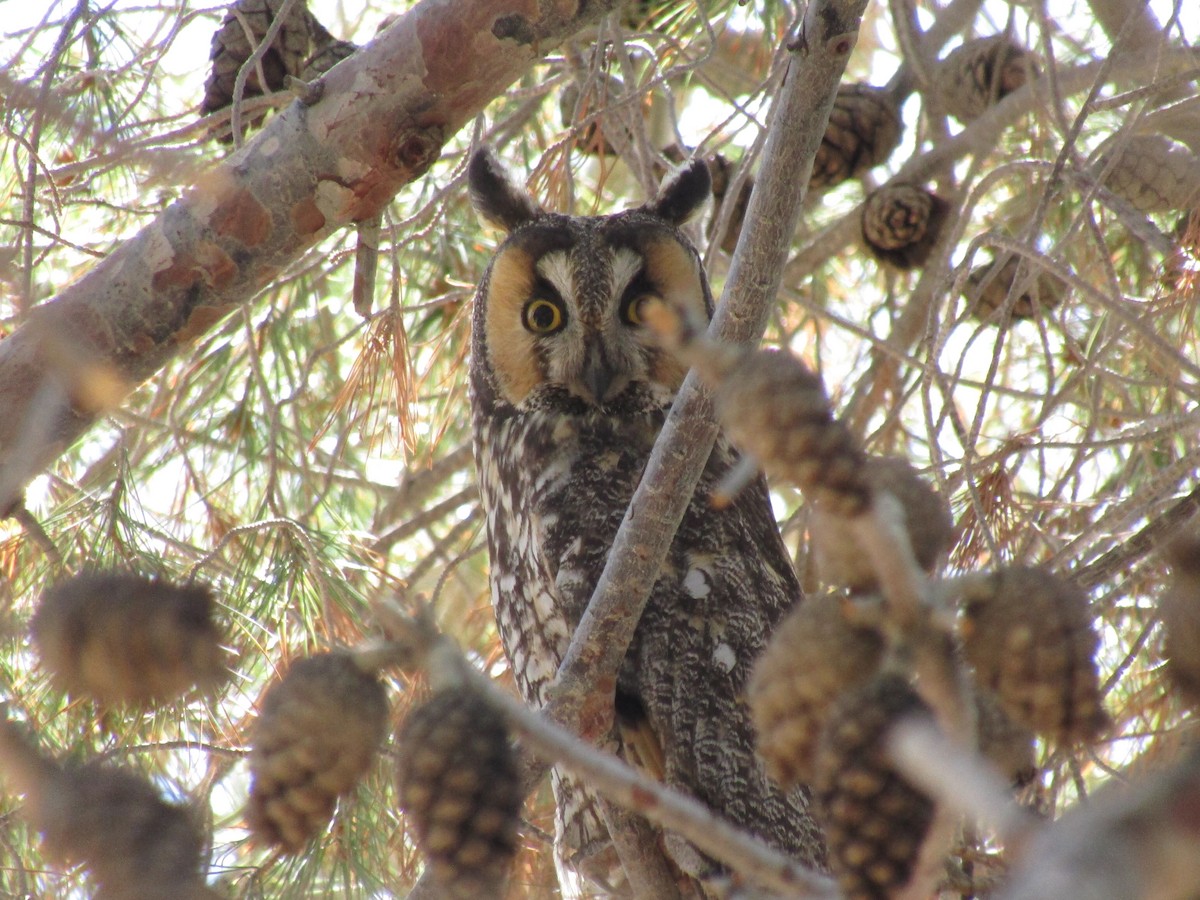 Long-eared Owl - ML157807551