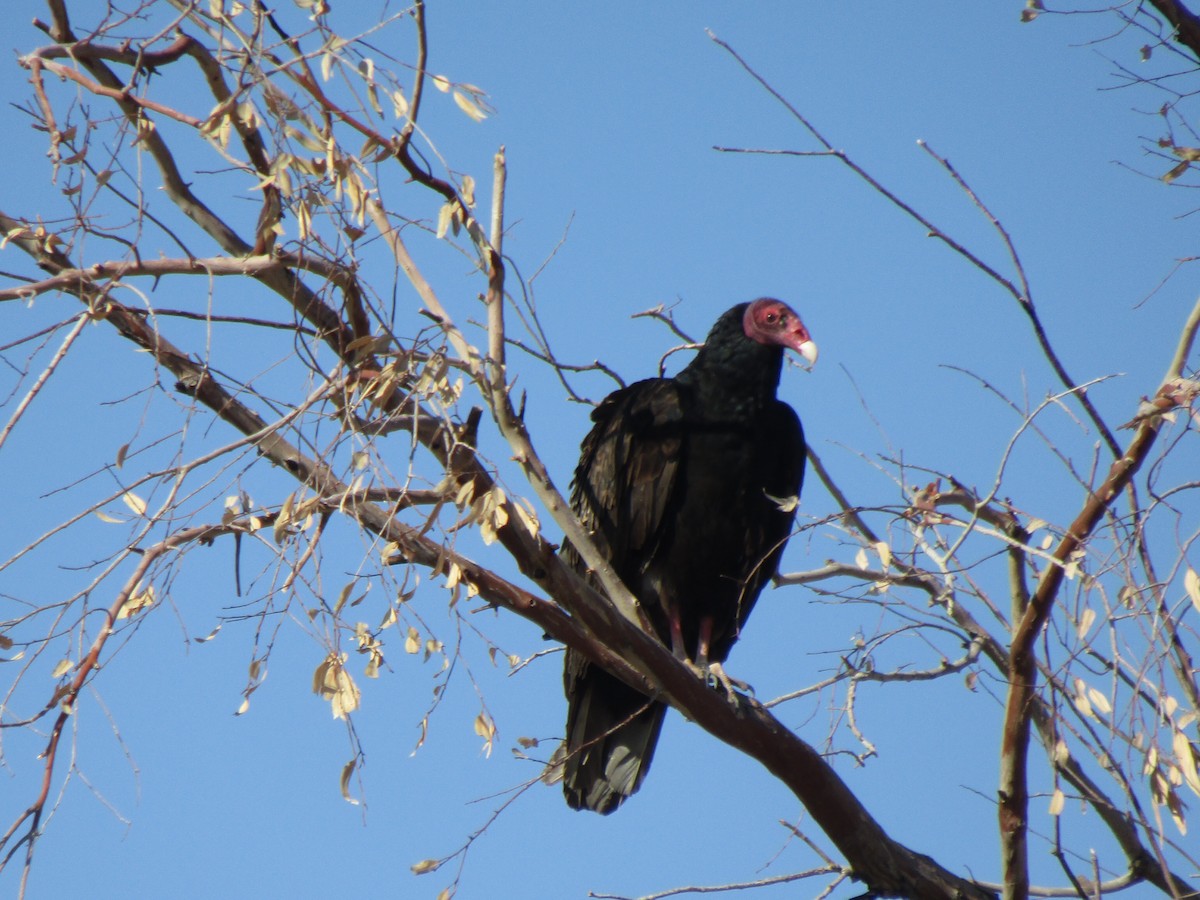 Turkey Vulture - ML157813341
