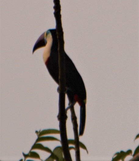 White-throated Toucan - Jeffrey McCrary