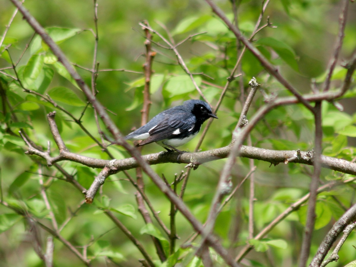Black-throated Blue Warbler - Sherry Plessner