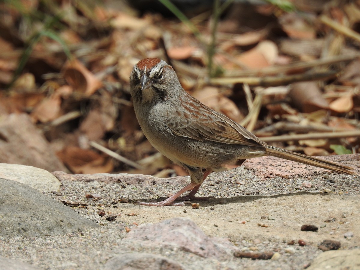 Rufous-crowned Sparrow - Jay Follett