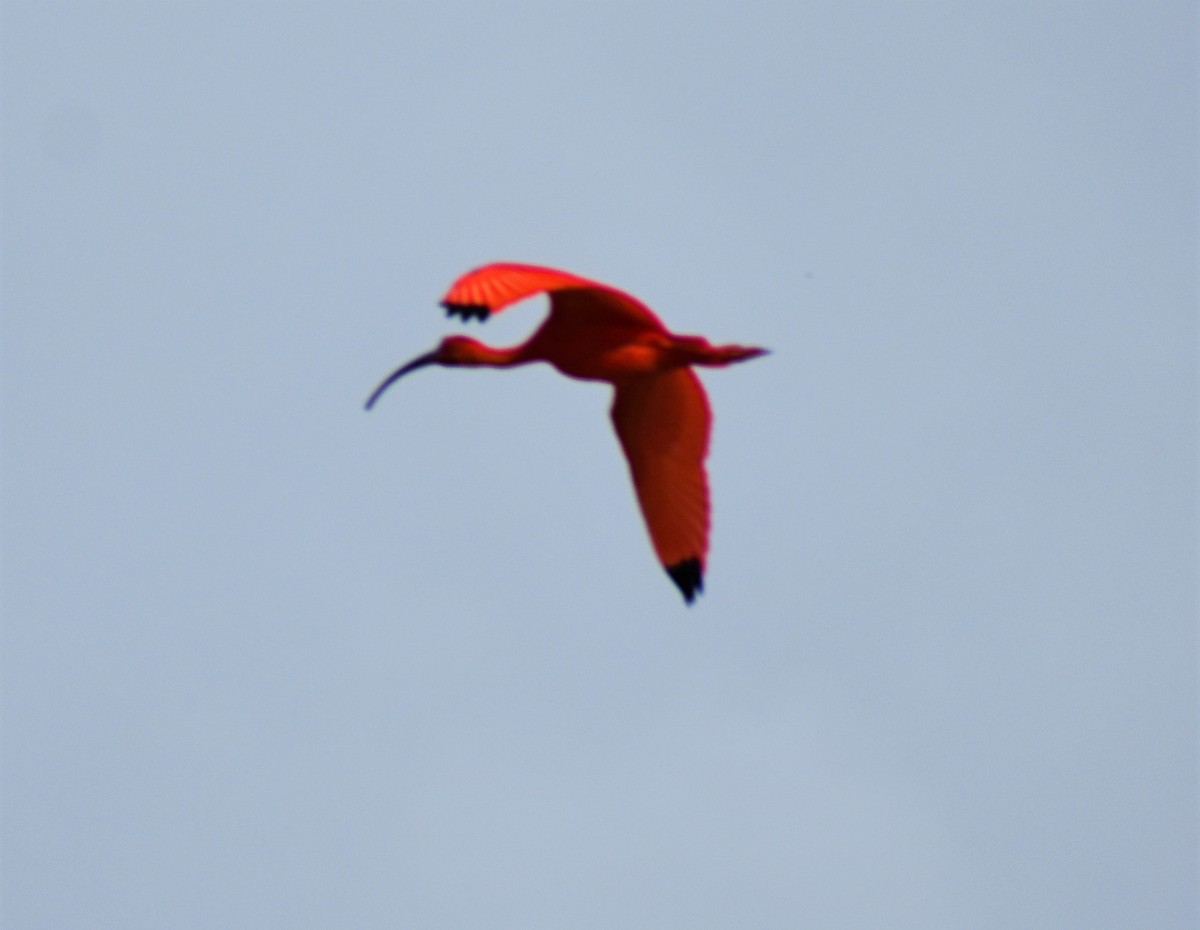 Scarlet Ibis - Jeffrey McCrary