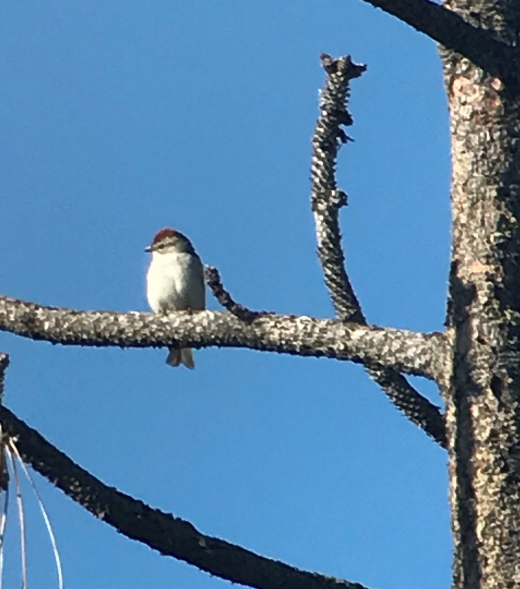 Chipping Sparrow - ML157829081