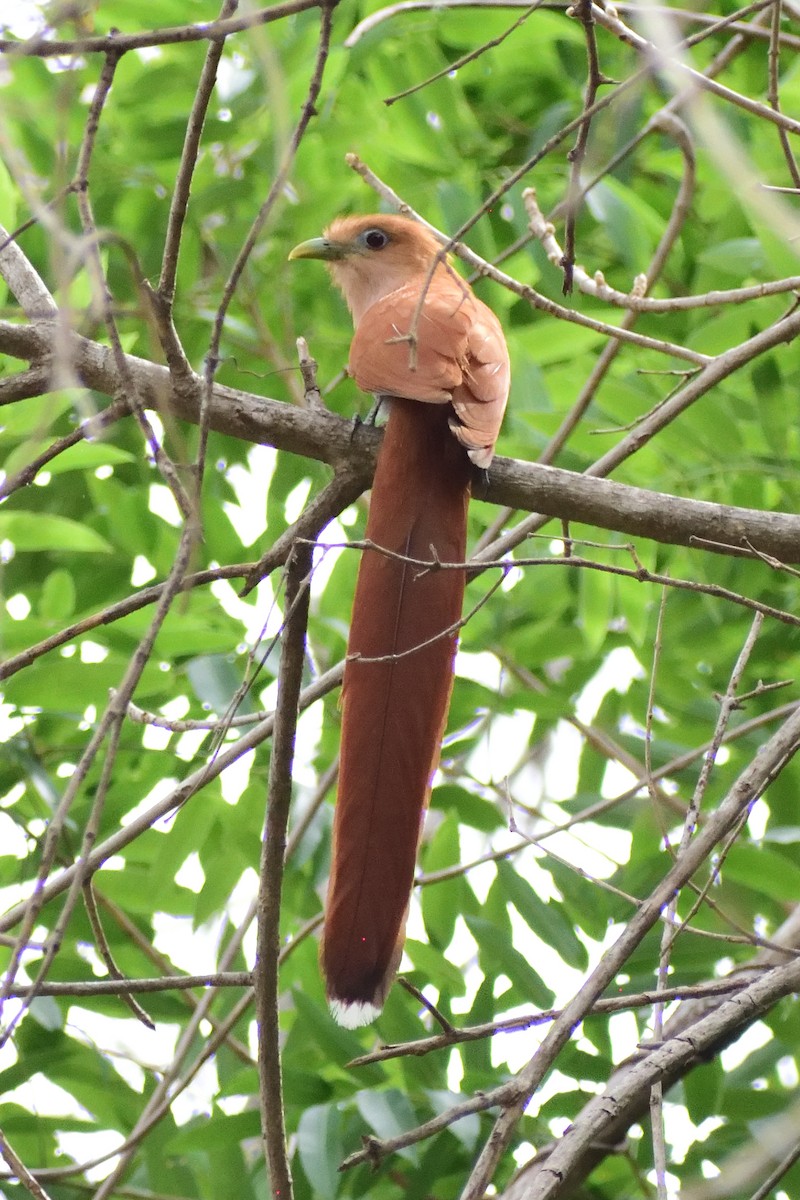 Squirrel Cuckoo - Ricardo Arredondo