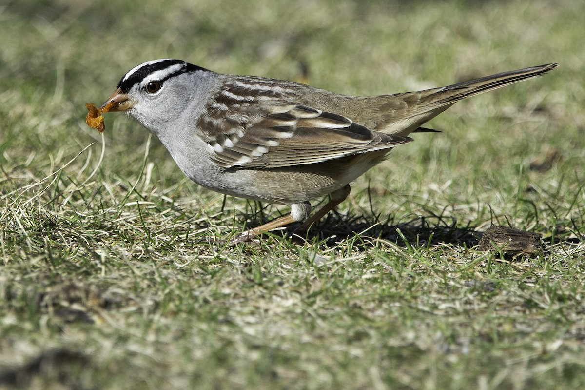 White-crowned Sparrow - Cam Nikkel