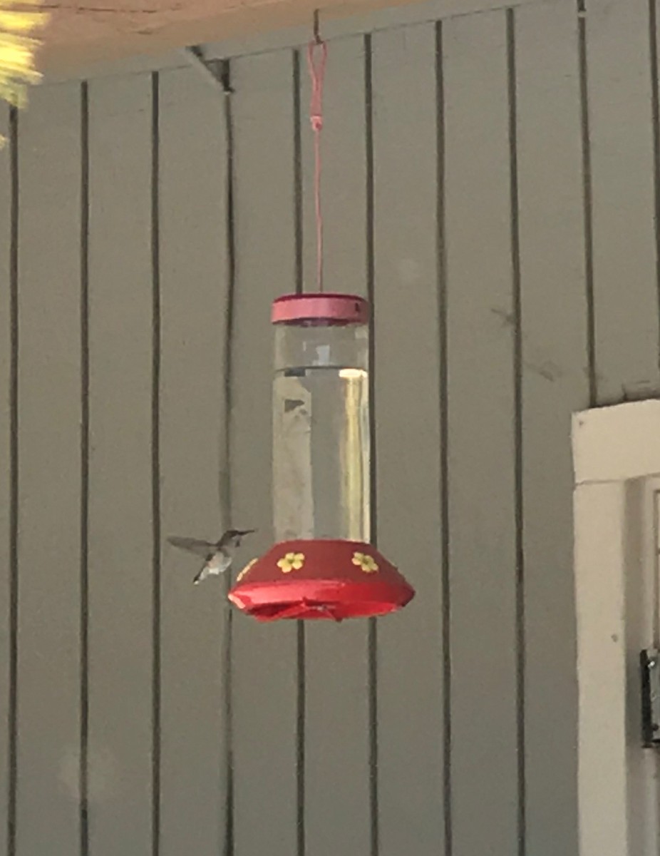 Calliope Hummingbird - ML157830901