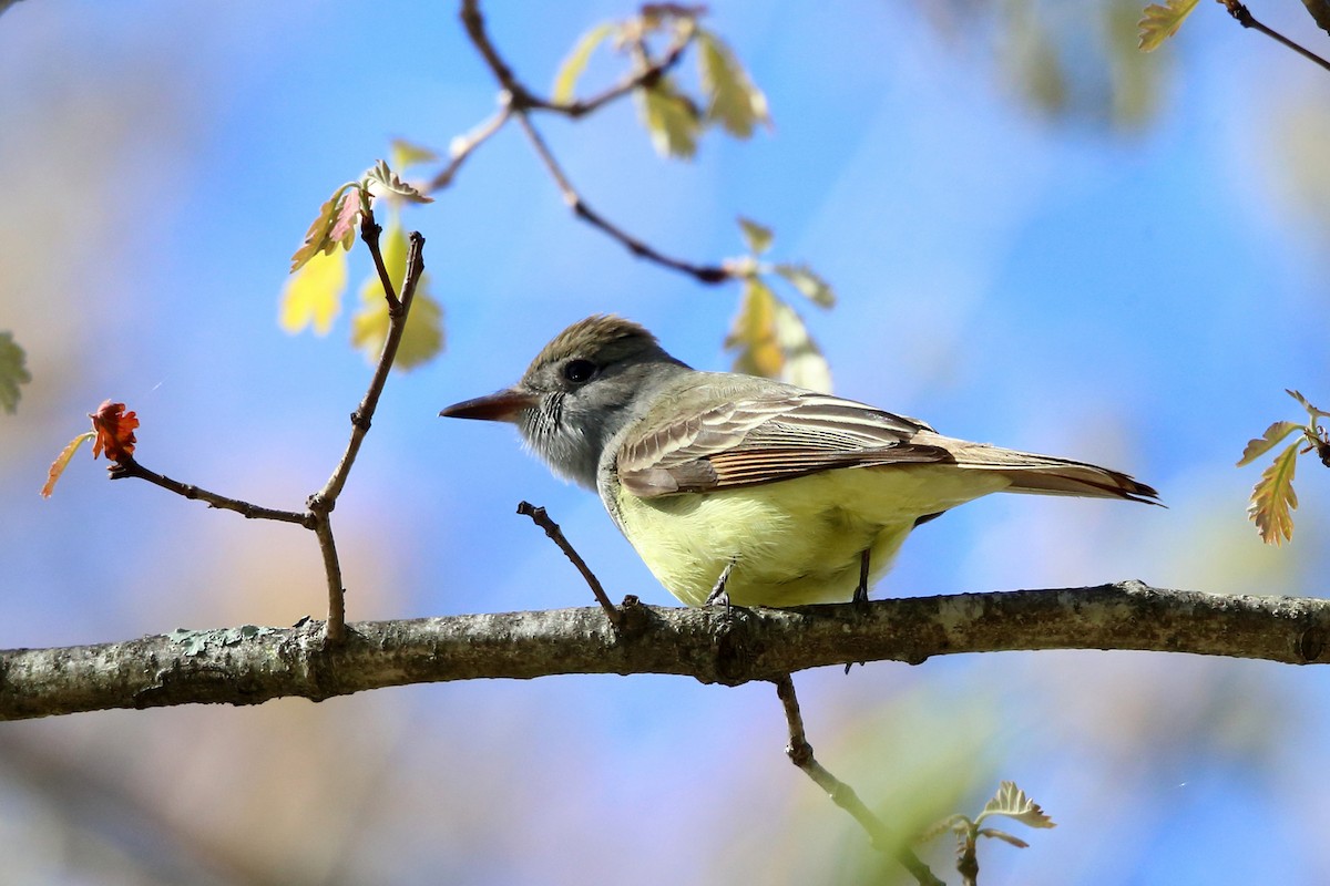 Great Crested Flycatcher - ML157840941