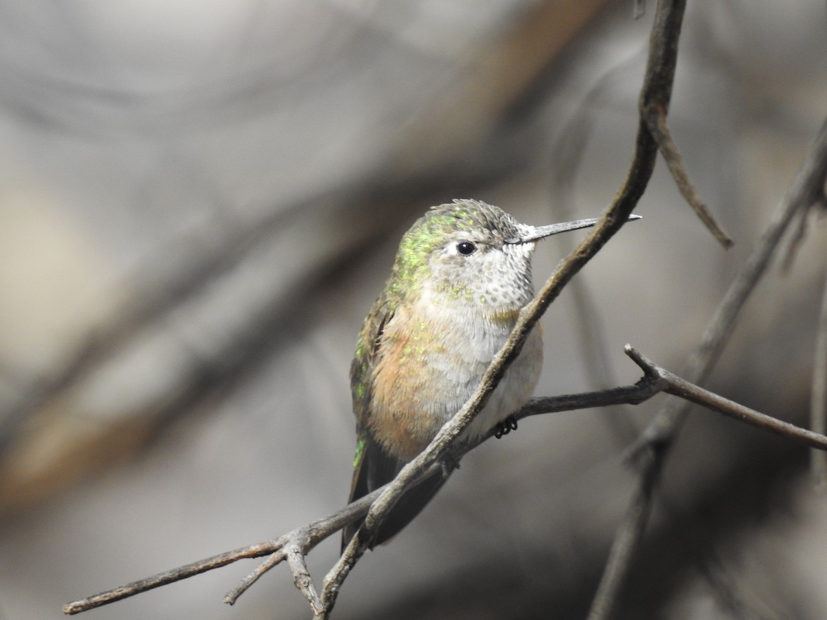 Broad-tailed Hummingbird - Spencer Follett