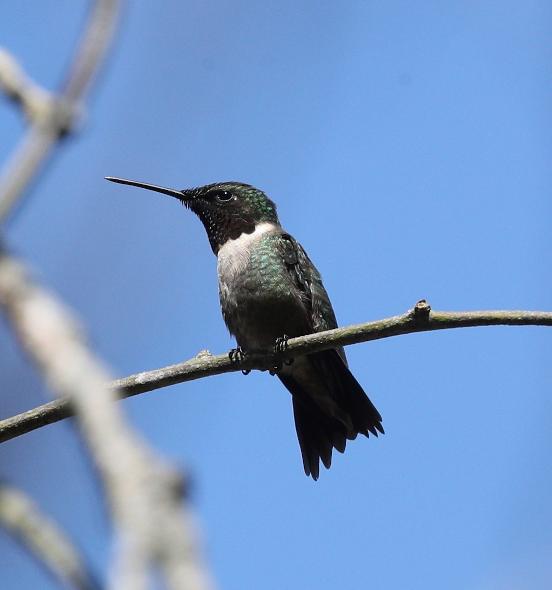 Ruby-throated Hummingbird - ML157849771