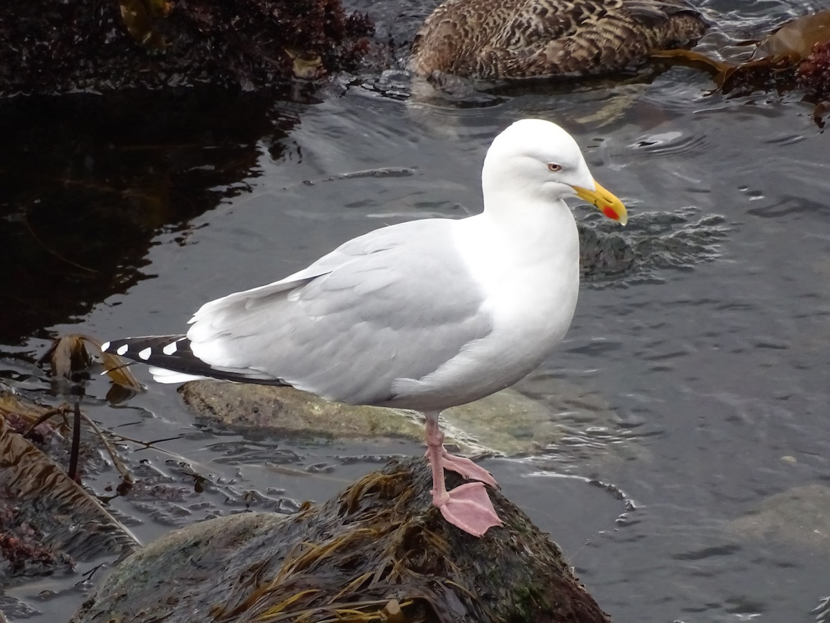 Herring Gull (European) - Keith Wickens